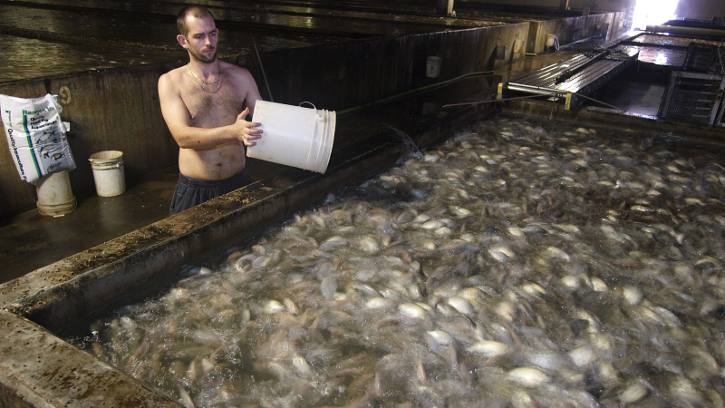 Illustration for article titled Farming Nemo: How Aquaculture Will Feed 9 Billion Hungry People